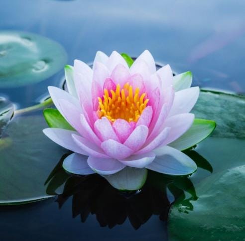 Lotus flower floating on calm water